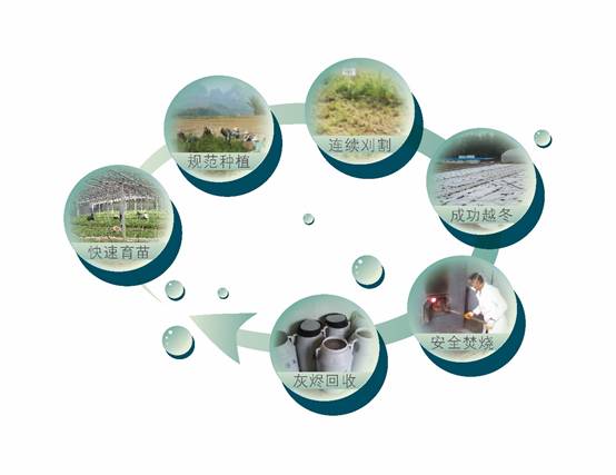 植物萃取技術 農田污染土壤的良藥