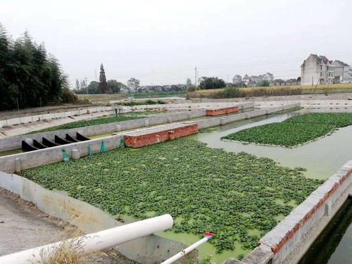 林埭模式 以精準(zhǔn)化治理破解農(nóng)業(yè)面源污染與重金屬防治難題