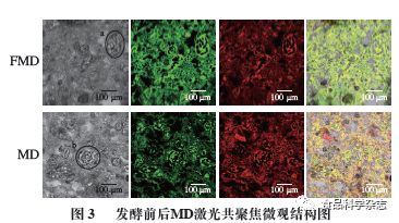 乳酸菌發(fā)酵劑如何重塑雜糧面團(tuán)與饅頭品質(zhì)——聚焦東北農(nóng)業(yè)大學(xué)孟祥晨教授團(tuán)隊(duì)的研究進(jìn)展