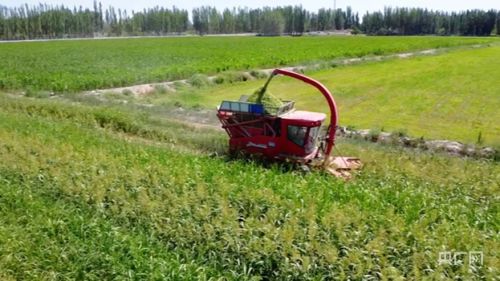 鄉(xiāng)村振興新面貌丨桑根草為牲畜“加餐”助農(nóng)增收，農(nóng)業(yè)面源與重金屬污染防治技術(shù)服務(wù)并行