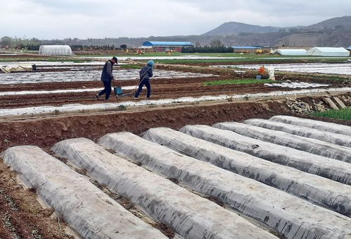 新疆棉田一線調(diào)研 殘膜回收與農(nóng)業(yè)污染防治的雙重挑戰(zhàn)