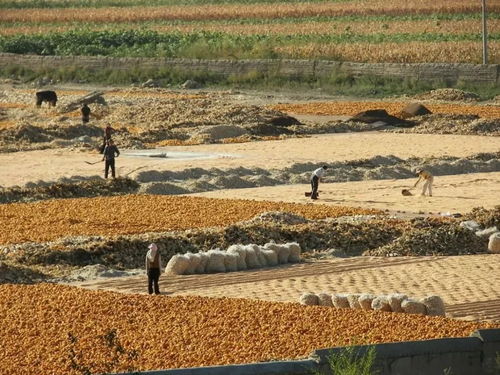 新民市開展違建大棚房清理整治行動，同步推進農業環保技術服務